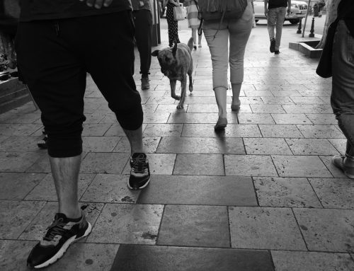 Health of Waverley High Streets